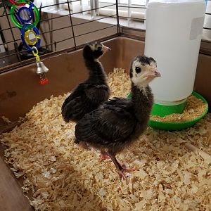2 weeks old