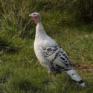 Royal_palm_hen_X9086077_09-08-2017-001