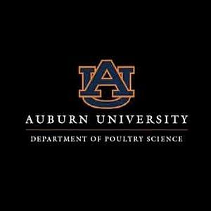 Virtual Chicken Auburn University Dept of Poultry Science
