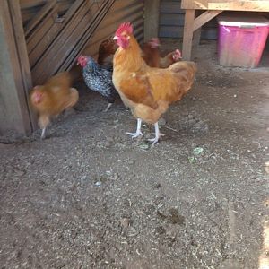 Snickers. Our Buff Rooster