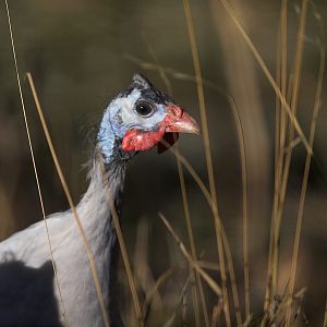Powder_blue_guinea_XA282973_10-28-2012-001a