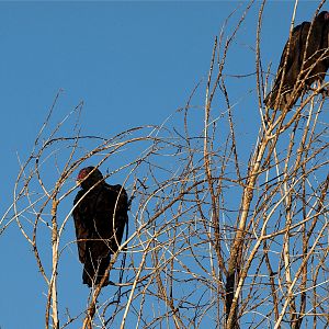 Turkey_vulture_X9216098_09-11-2017-001