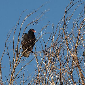Turkey_vulture_X9216099_09-11-2017-001