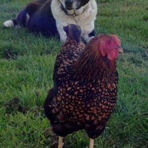 FE8E4A70-E222-41A6-8900-0F9C157E0113