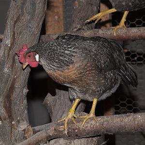 Cream_legbar_hen_XA066138_10-06-2017-001