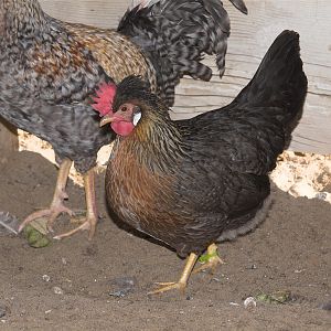 Cream_legbar_hen_XA066146_10-06-2017-001