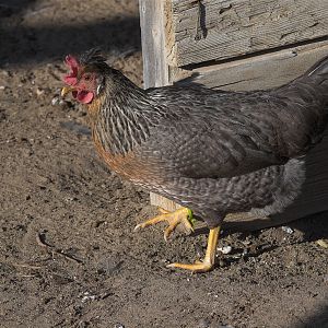 Cream_legbar_hen_XA066149_10-06-2017-001