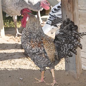 Rose_comb_legbar_rooster_F2_XA066147_10-06-2017-001