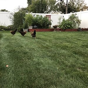 IMG_1816