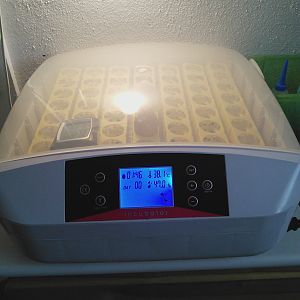My Incubator