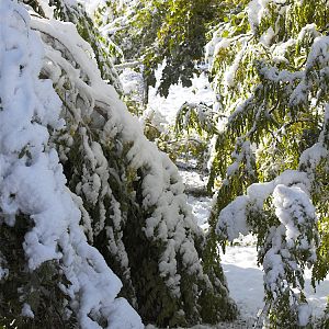 Snow_on_trees_XA096154_10-09-2017-001