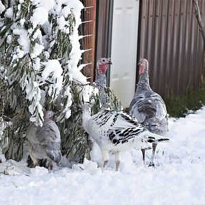 Turkeys_in_snow_XA096157_10-09-2017-001
