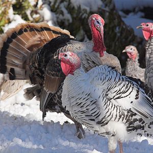 Turkeys_in_snow_XA096161_10-09-2017-001