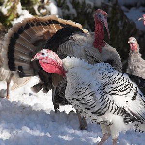 Turkeys_in_snow_XA096162_10-09-2017-001