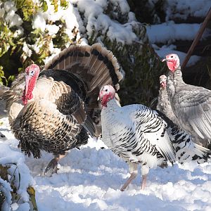 Turkeys_in_snow_XA096163_10-09-2017-001