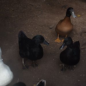 Samurai and Dwayne, Dude-o in back