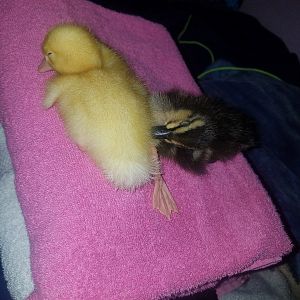 Ducky Rex and Pikachu