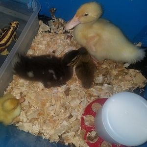 Bigger ducks bully smaller ones