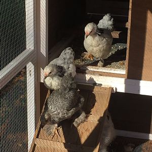 Unnamed Bantam hens walking down