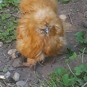 NUGGET