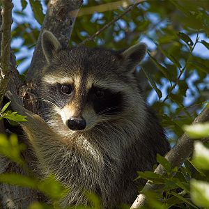 Raccoon_Y7160765_07-16-2009-001