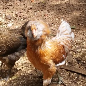 20170925_121947_Burst01