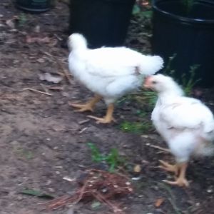 20170920_085800_Burst01