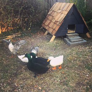 Duckhouse10