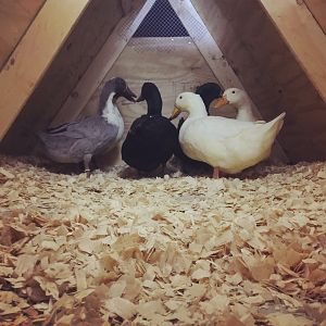 Duckhouse9