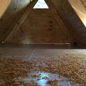 Duckhouse4