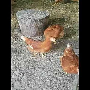 Chicken walking funny