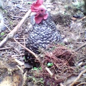 Pickman Peeking Through Ground Litter
