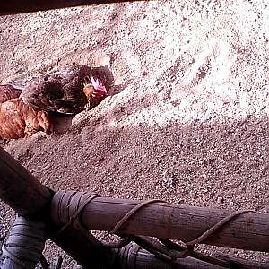 Chickens in a dust bath