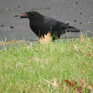 Crow With An Acorn