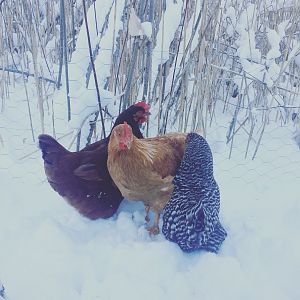 Snowy Chickens