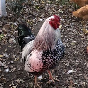 Silver-laced Wayondotte Rooster