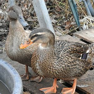 24296565_10155425885783952_168383597047565321_n