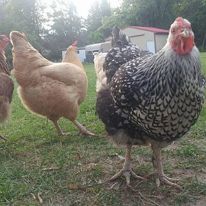 19030475_10154930382993952_7271403639807586136_n