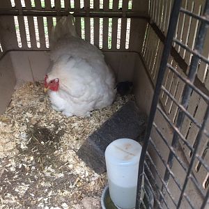 chick hiding in corner