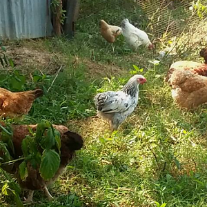 The Ladies 2