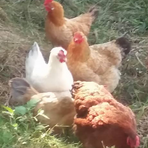The Ladies