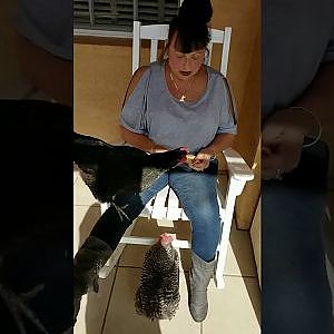 CHEESE FOR MY CHICKENS!!