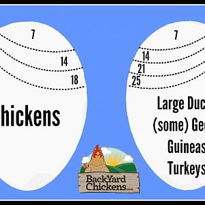 Chicken-and-Duck