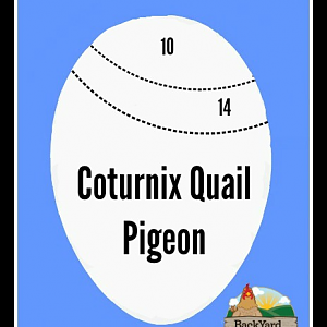 Quail-and-Pigeon