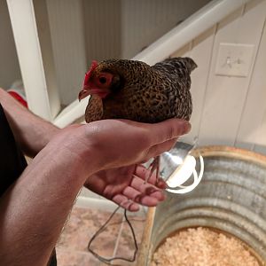 Clucky the Chicken