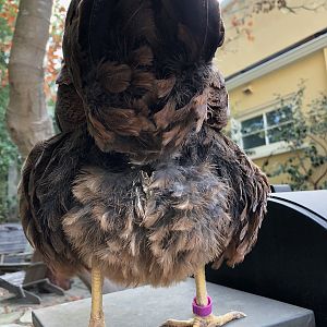 Hermione's posterior