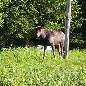 2015 06 15 Moose!