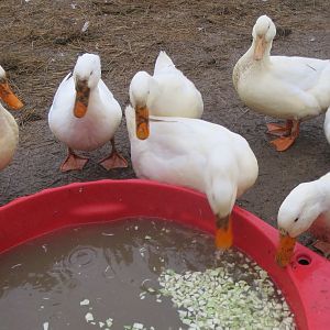 Ducks Enjoying Cabbage In The Pool