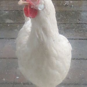Pet Chicken Begging At The Door