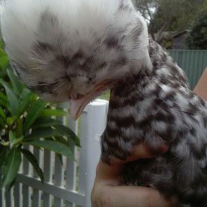 Cuckoo Close up